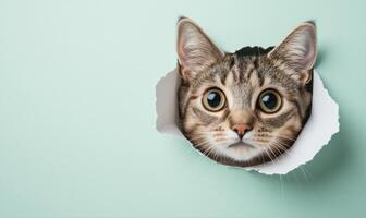 Intriguing Tabby Cat Peeking Through Hole in Paper A Cute Animal Portrait photo
