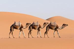 Majestic Camel Caravan Crossing the Golden Desert photo