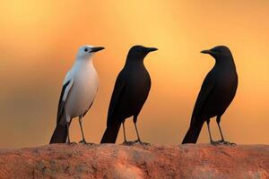 Three Birds in Striking Contrast at Sunrise photo
