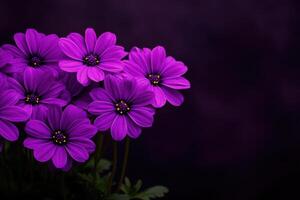 Stunning of Purple Flowers in a Dark Background photo