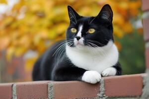 Black and White Cat Relaxing on Brick Wall in Autumn photo