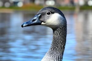 of a Majestic Goose by the Water photo