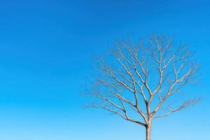 Bare Tree Against a Vivid Blue Sky A Tranquil Nature Scene photo