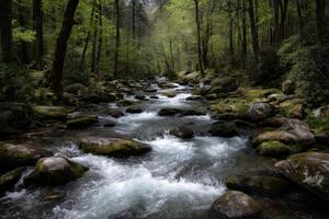 Serene Forest Creek with Sparkling Water and Lush Green Trees photo