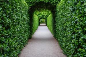 Serene Garden Path Through Lush Green Hedges A Picturesque Outdoor Oasis photo
