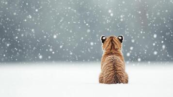 A Tiny Tiger Cub Sits in the Snow, Gazing at the Winter Wonderland photo