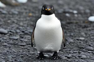 Majestic Antarctic Penguin on a Rocky Shore photo