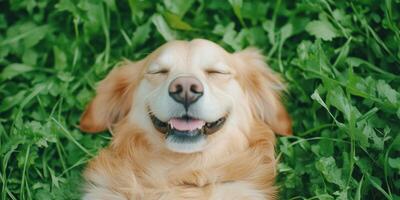 Golden Retriever's Joyful Moment in Lush Green Grass photo