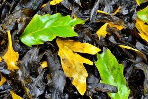 view of vibrant seaweed, showcasing the beauty of the ocean's flora. photo