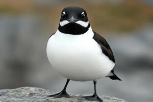Stunning of a Black and White Seabird photo