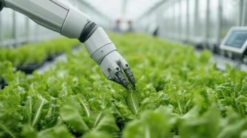 Automated Harvesting in a Modern Greenhouse Precision Farming Technology photo