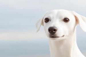 of a Beautiful White Dog, Portrait of a Loyal Friend photo