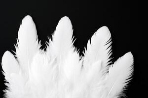 Delicate White Feathers Against a Striking Black Background photo