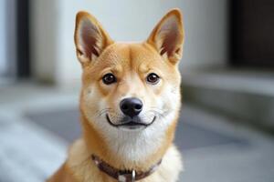 Adorable Shiba Inu Dog Portrait View photo