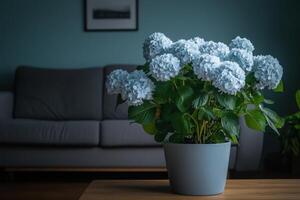 Delicate Blue Hydrangea Blooms in a Stylish Pot, Perfect Home Decor photo