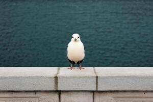 Majestic Seagull on a Stone Wall by the Ocean photo