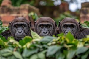 Three Majestic Gorillas in Their Natural Habitat photo