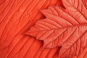 Stunning Red Leaf Detail, Autumnal Nature Photography photo