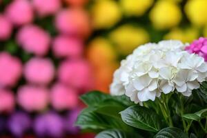 Stunning Hydrangea Bloom in Vibrant Colors photo