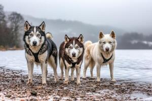 Three Huskies Posing in Winter Landscape photo