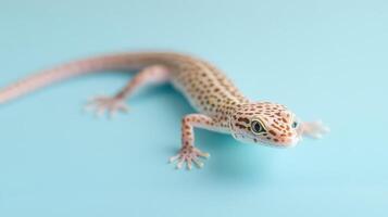 Leopard gecko exploring a blue surface photo
