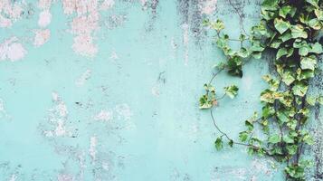 Ivy climbs a weathered turquoise wall in sunlight photo