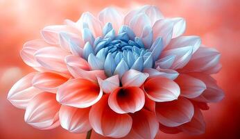 Beautiful multi-colored flower in bloom. A vibrant flower with pink and blue petals is set against a soft, blurred background for an artistic touch. photo