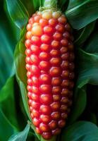 Red corn on the cob in field. Vibrant red corn develops among lush green leaves on a summer day in a farm field, showcasing its striking colors. photo