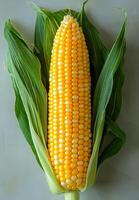 Corn on the cob with leaves. Bright yellow corn on the cob is nestled in its green husk, showcasing its fresh and vibrant appearance. photo