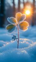 Frosty morning light on a green plant. Sunlight filters through frost-covered leaves in a snowy landscape, creating a serene winter ambiance at dawn. photo