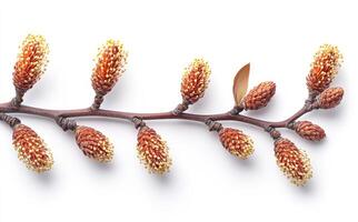 Unique plant branch with developing buds. A close-up view of a plant branch featuring several developing buds in various shapes and sizes. photo