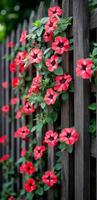 Red flowers on a wooden fence. Climbing red flowers enhance a rustic wooden fence in a bright garden during the daytime, creating a lively atmosphere. photo