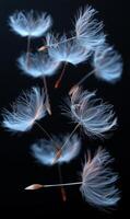 Graceful dandelion seeds. Dandelion seeds are suspended in air, gently drifting with an ethereal quality against a dark background. photo