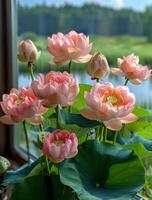 Pink lotuses by a calm lake. Lotus flowers with soft pink petals flourish by a tranquil lake in bright daylight, creating a peaceful atmosphere. photo