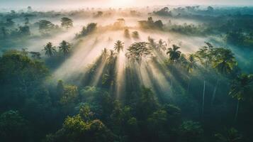 SunKissed Jungle Rays of Light Through Tropical Canopy Mist and Lush Greenery photo