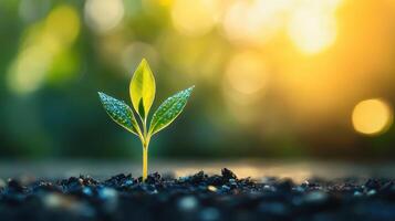 Emerging Life A Tender Sprout Reaches for the Sun symbolizing Growth and Hope Showcasing Natures Resilience photo
