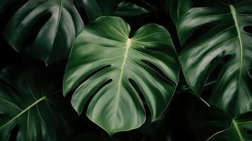 Lush Monstera Leaves A Close-Up Study in Green Hues and Leaf Structure photo