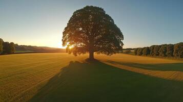 Solitary Tree in a Golden Field at Sunset A Peaceful Moment in Natures Embrace photo