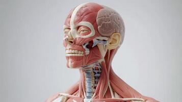 Anatomical Musculature Human Head and Neck Structure with Visible Muscle Tissue and Skeleton photo
