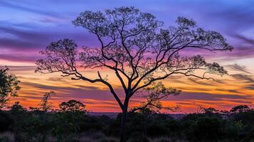 Silhouette Tree at Sunset A Symphony of Colors in the Evening Sky photo