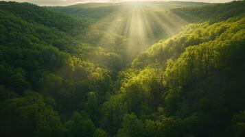 Sunlit Valley Rays of Light Through Verdant Forest Canopy Creating an Ethereal Scene photo