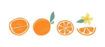 Oranges, set with simple abstract fruits and flowers. Slices of fruity, natural food. Color flat illustration. Isolated white background. vector