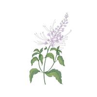 Java tea tender flowers or inflorescences, stems and leaves isolated on white background. Beautiful wild flowering herb used in herbalism. Realistic hand drawn illustration in vintage style. vector