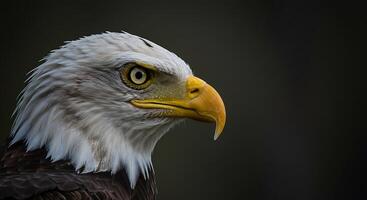 A bald eagle with a yellow beak photo