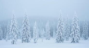 A snowy forest with trees covered in snow photo