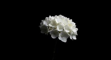 A single white flower is in the middle of a dark background photo