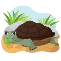 Turtle resting on ground. vector