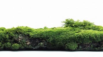 A moss covered log is sitting on top of a hill photo