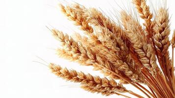 A bunch of wheat on a white background photo