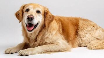 A golden retriever dog is sitting down photo